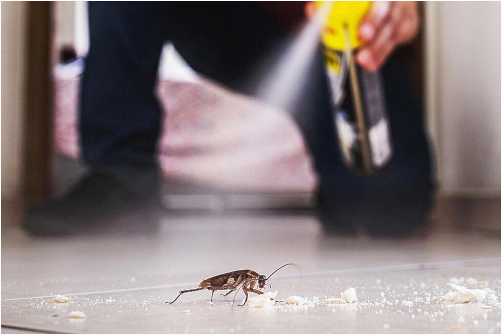 DIY-cockroach-control